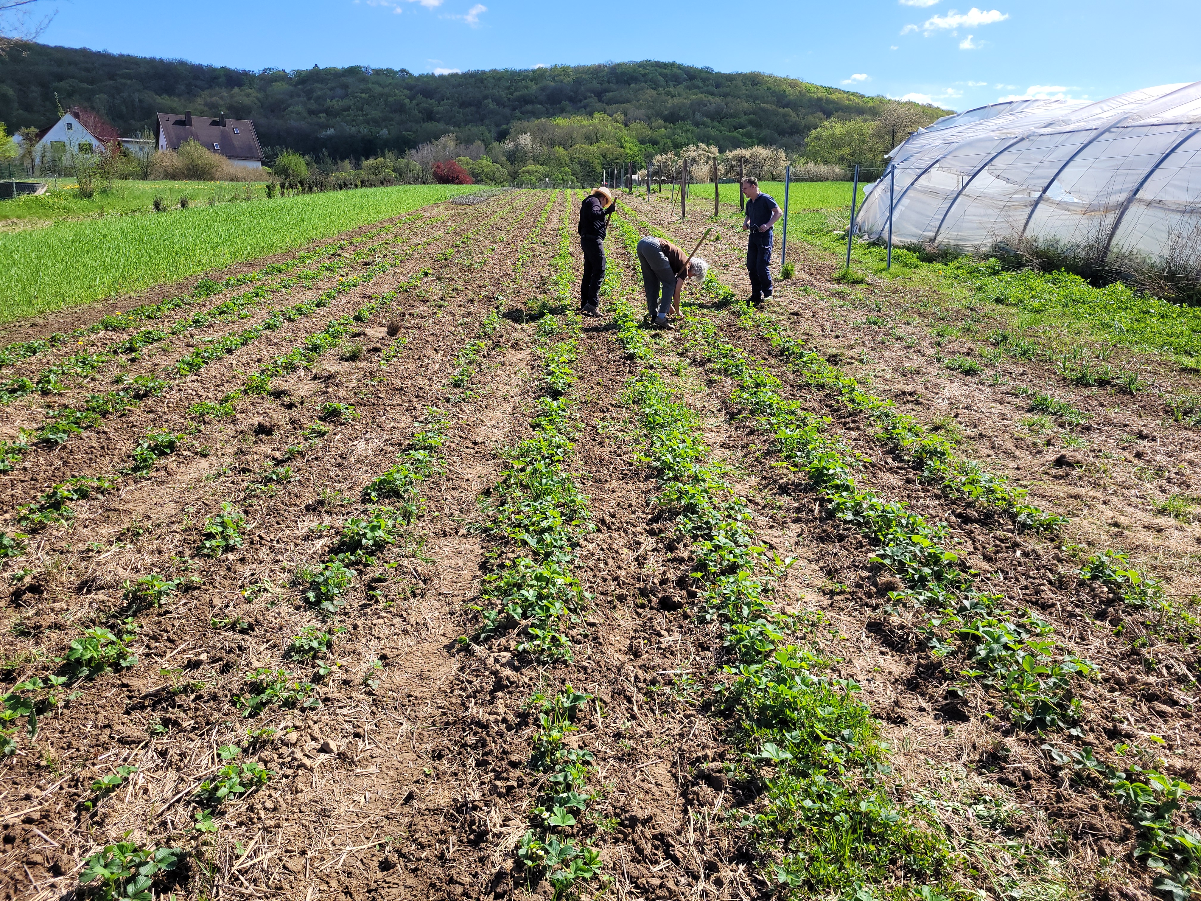 Mitglieder beim Ackereinsatz