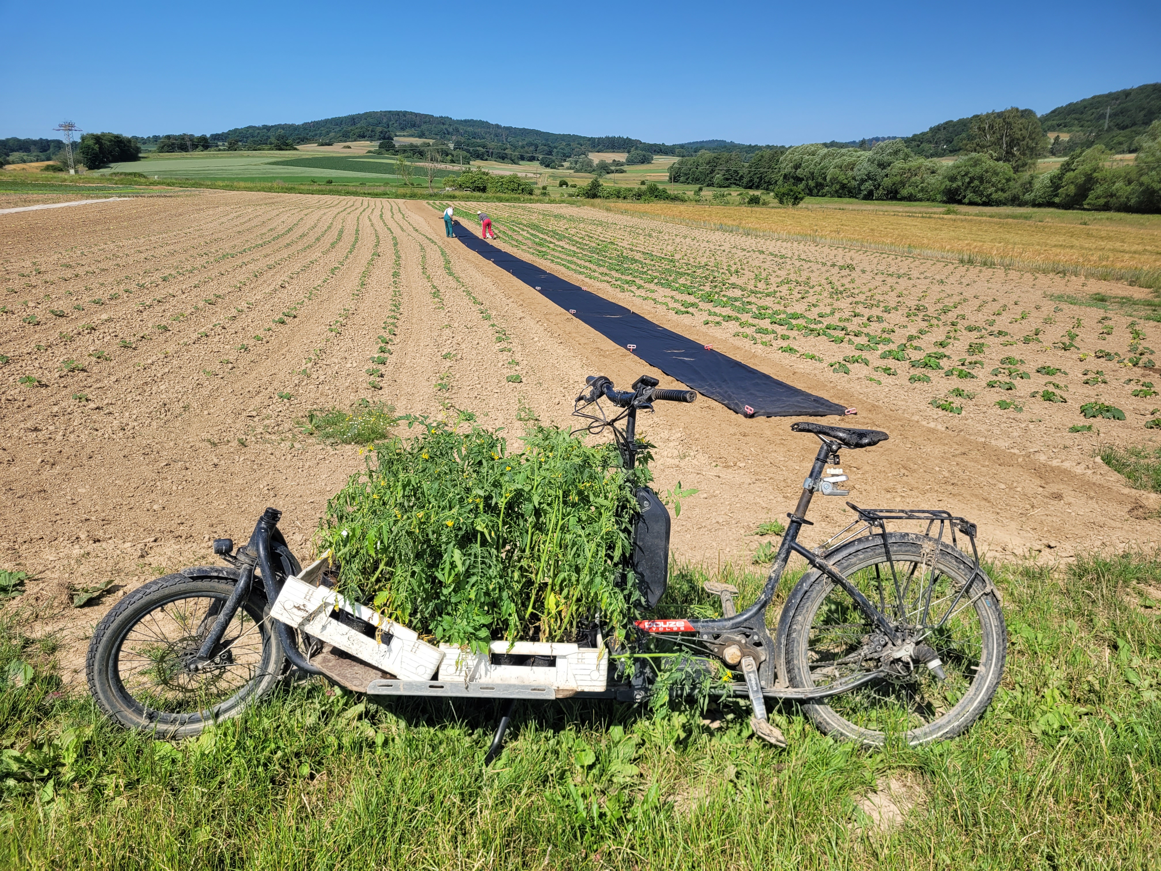 Das Lastenrad mit Tomatenpflanzen auf der Ladefläche.