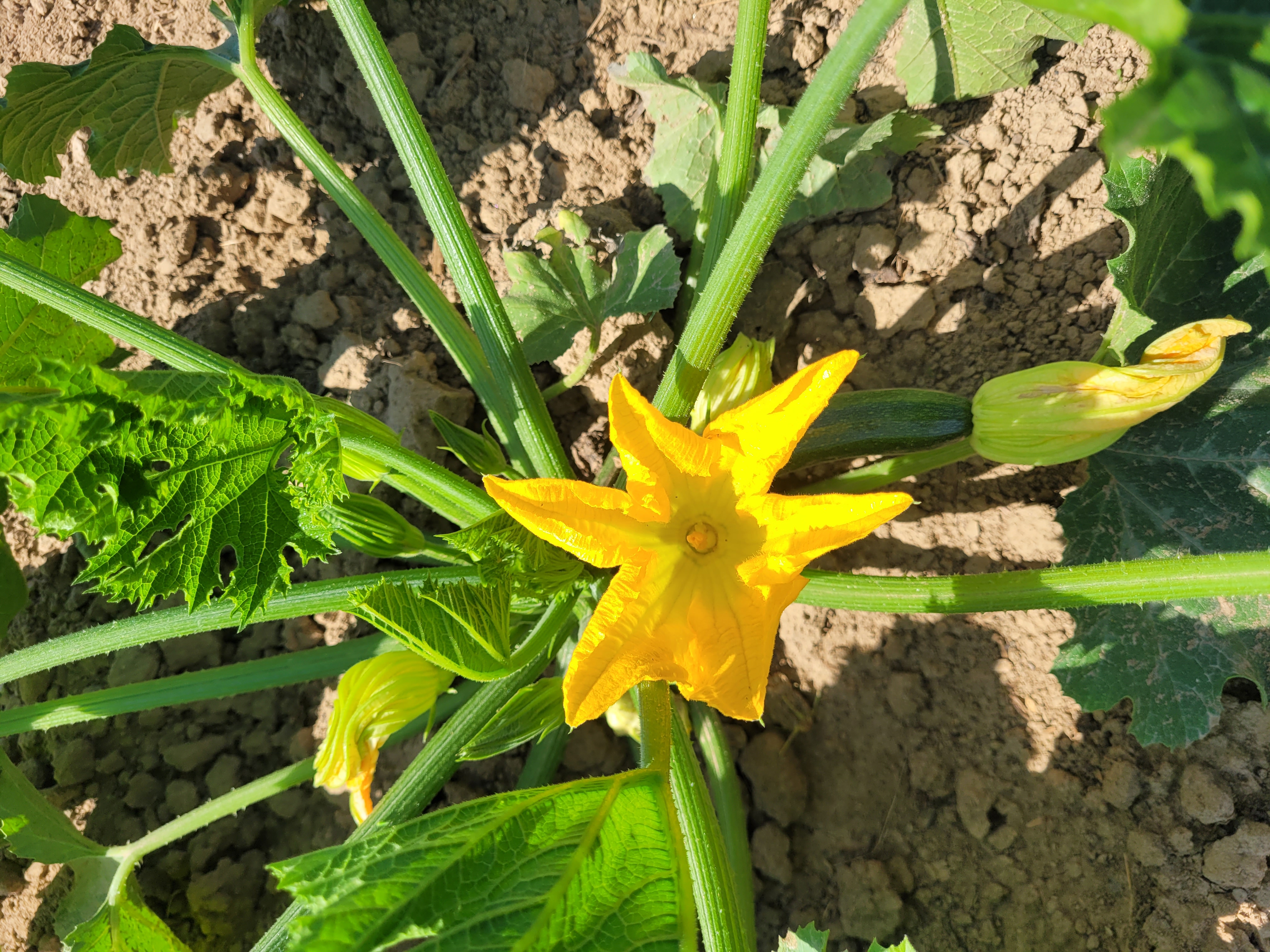 Zucchini-Blüte