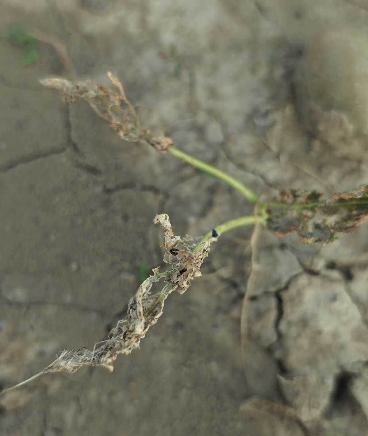 Von Erdflöhen befallene Kohl-Jungpflanze.