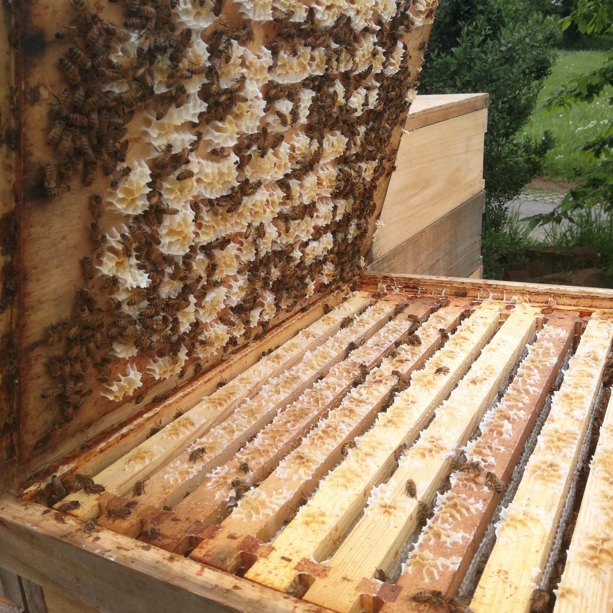 Eine offene Zarge mit einigen Bienen.