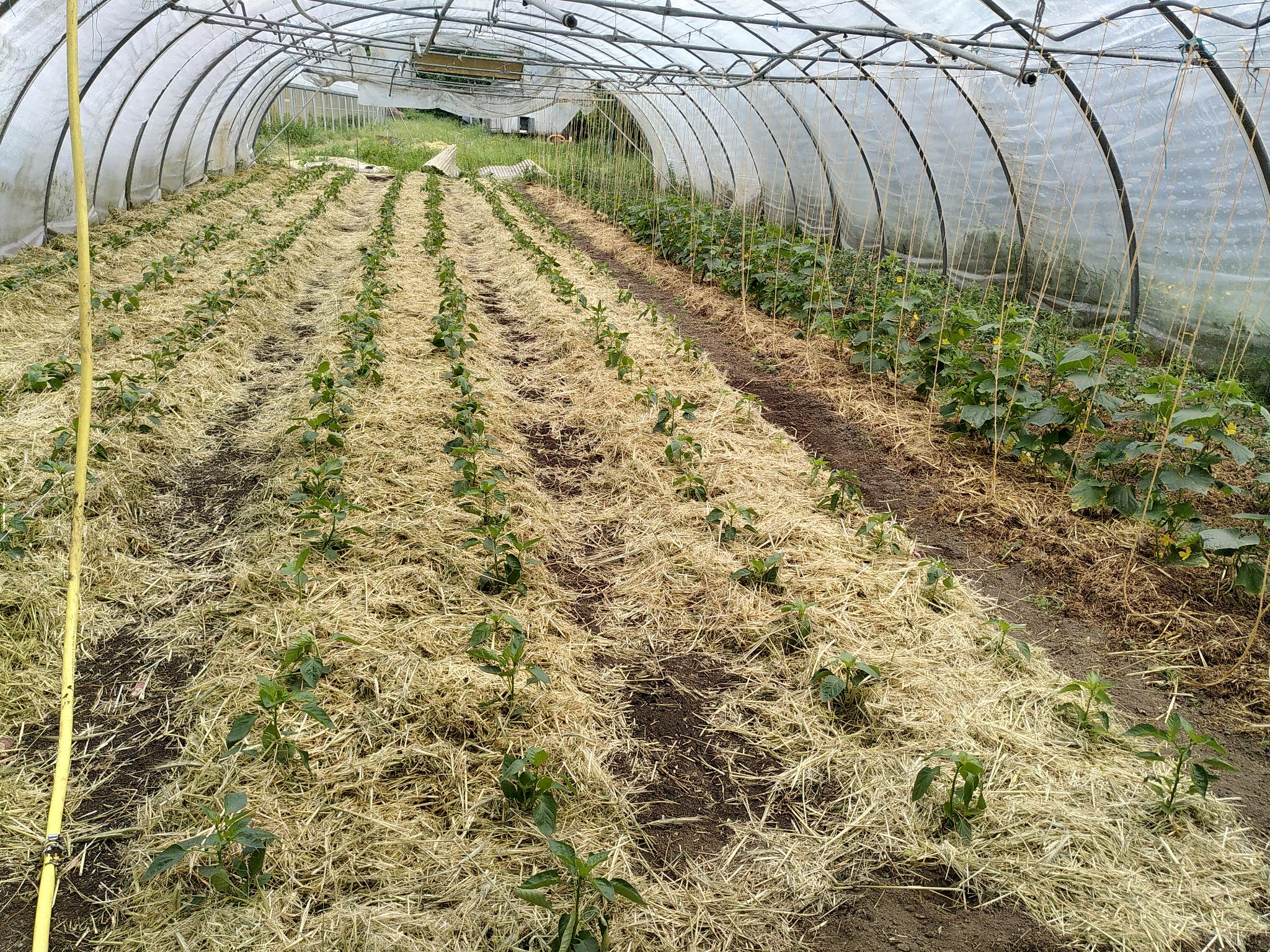 Ein Folientunnel mit vielen kleinen Tomatenpflanzen.