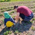 Feinarbeit bei den Erdbeerpflanzen